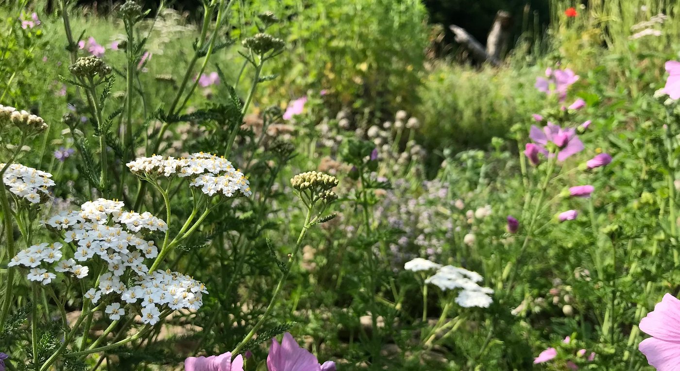 Wilde Bepflanzung: Schafgarbe, Malve und Wiesenstauden